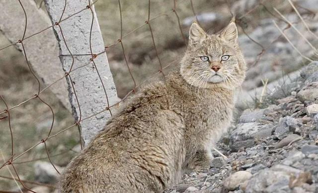 揭秘九寨沟新发现，荒漠猫神秘踪迹首度曝光