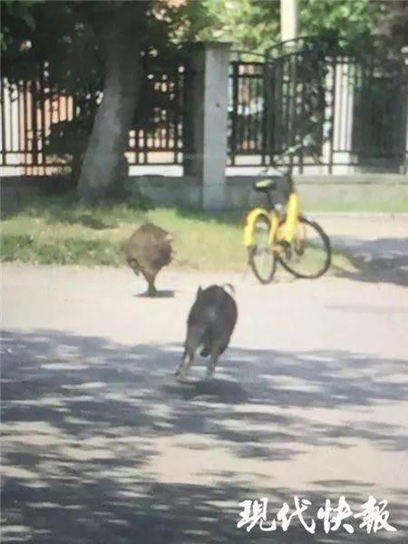 高校面临双重挑战，野猪狂奔引发安全管理难题与生态平衡思考