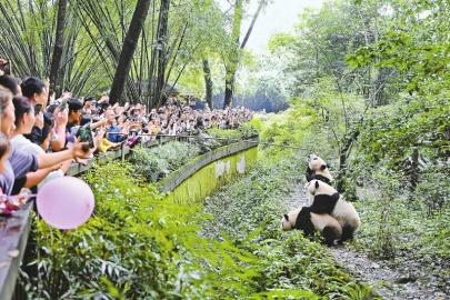 理解与平衡的艺术，公园拍节目期间对持票游客入园看熊猫的限制