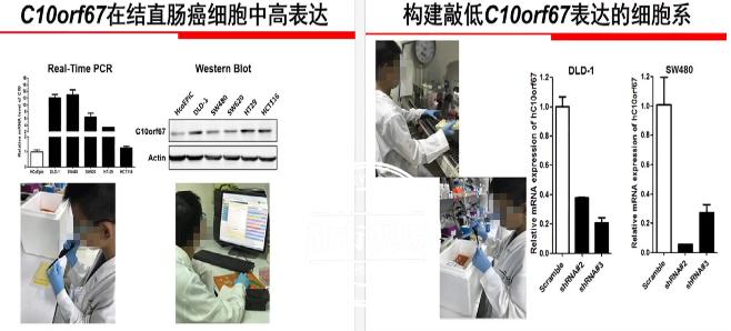 六岁女孩全程马拉松事件，组委会决定处罚其父