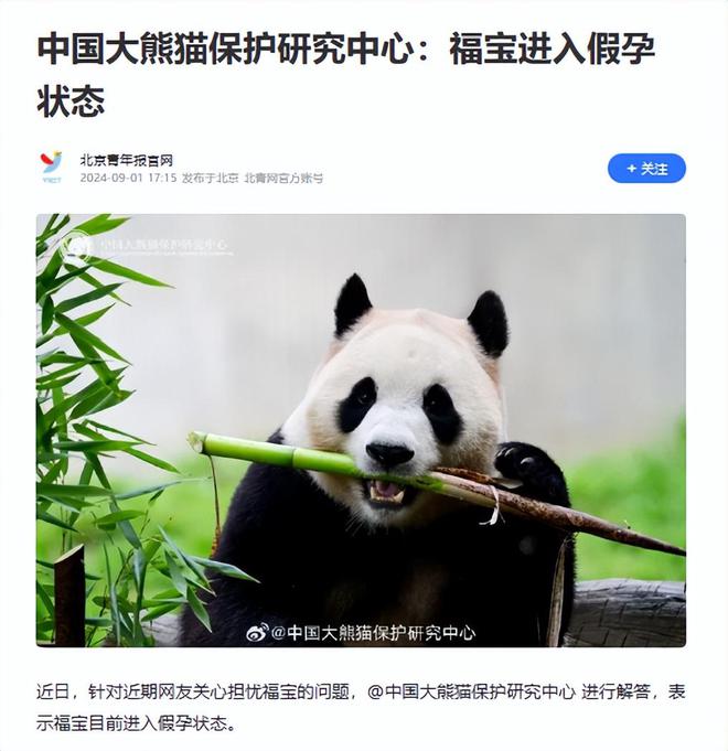 大熊猫福宝状况异常的深度探究与观察