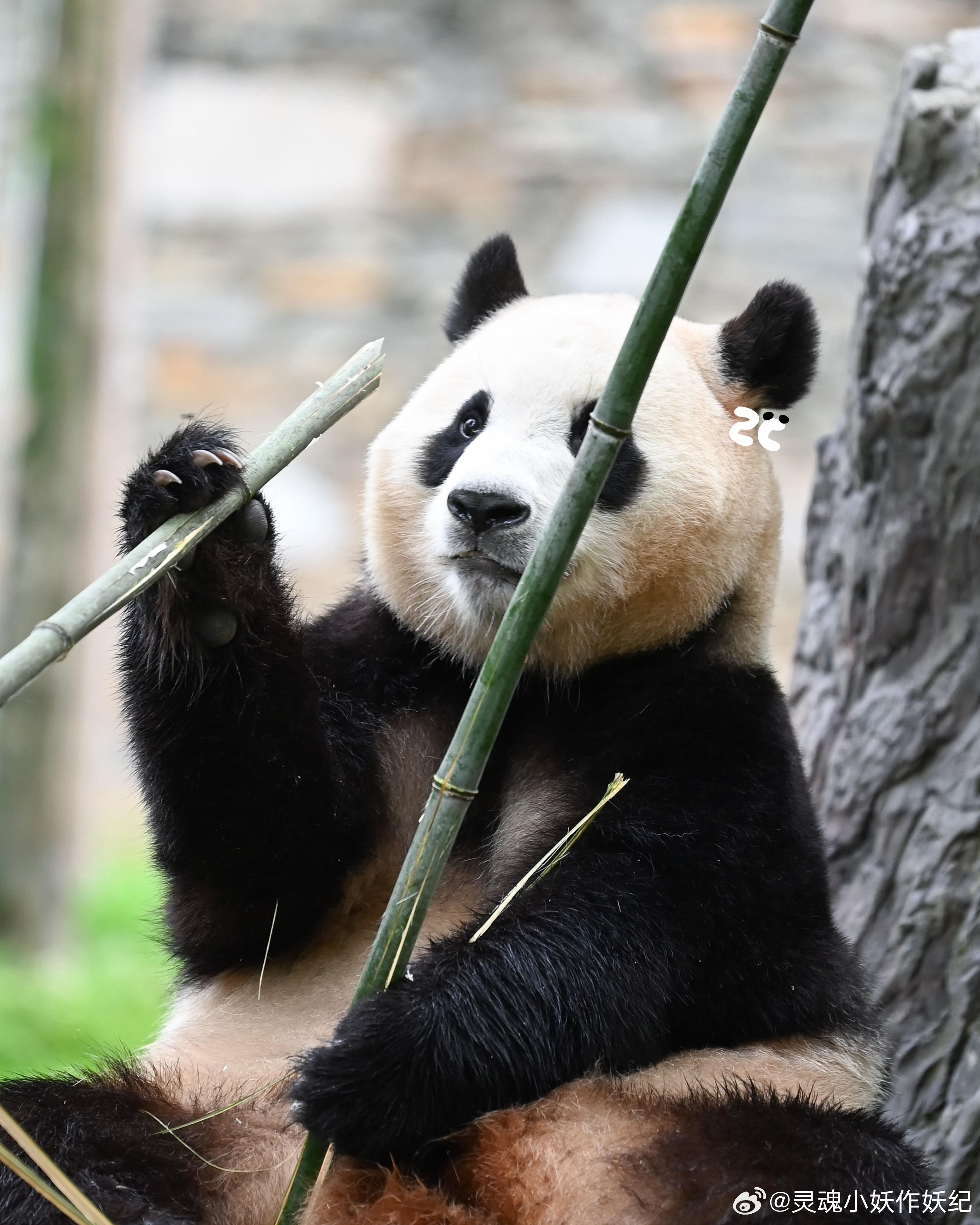 动物园熊猫宝宝福宝的健康观察，精神和食欲正常