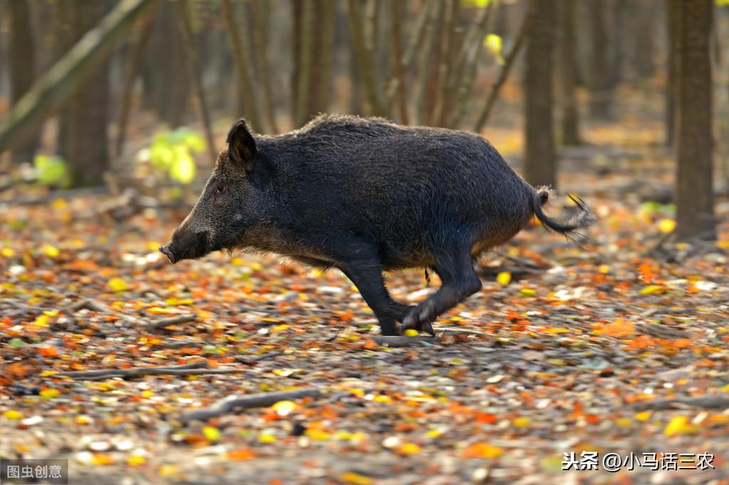 野猪伤人致死事件背后，4人撵野猪引发悲剧官方通报