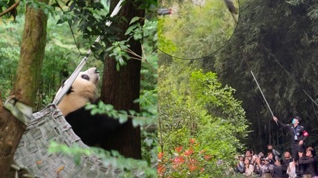 女子熊猫基地拉横幅引发争议事件，公众聚焦与反思