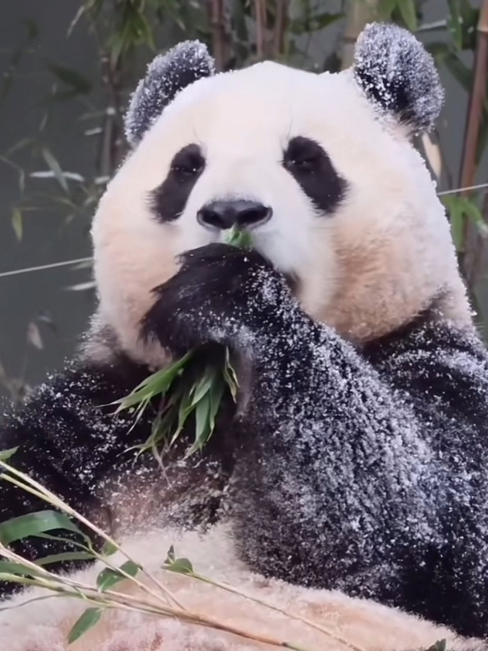 福宝吃播美食之旅新篇章开启！