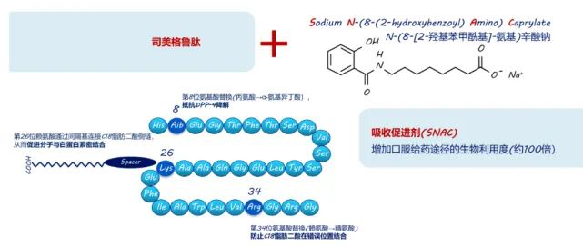 司美格鲁肽原理深度解析