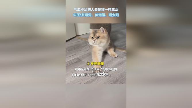 小猫的智慧，气血不足者如何借鉴学习提升自我