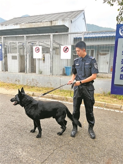 云南警犬因工作状态不佳遭通报批评，引发对人与动物职场共处之道的深思