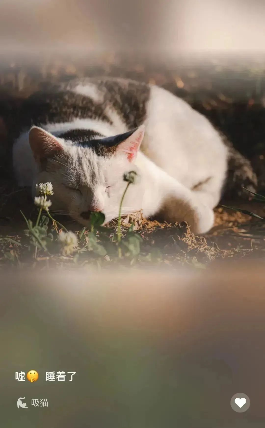 猫吸正能量，温暖的力量传递者