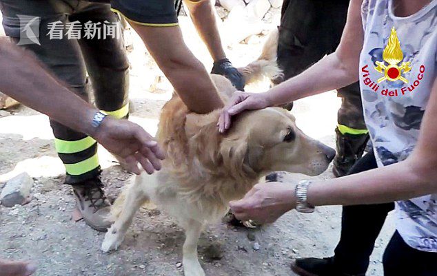 患难之中的忠诚，地震获救狗狗瞬间认出救命恩人，情感纽带熠熠生辉