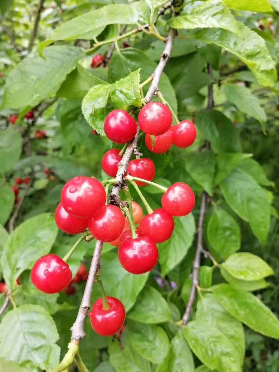 舒畅回归荧屏，再度闪耀的璀璨之星