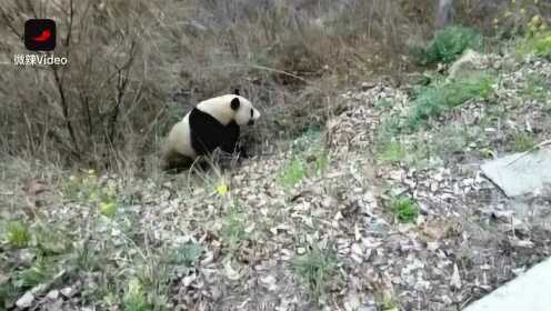 野生大熊猫公路奇遇，自然与人类的和谐共舞