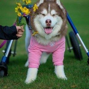 网红犬哈礼鹿的离世，怀念与反思的哀思