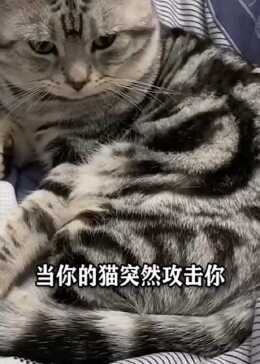 猫咪突然攻击人，原因解析、应对策略与反思