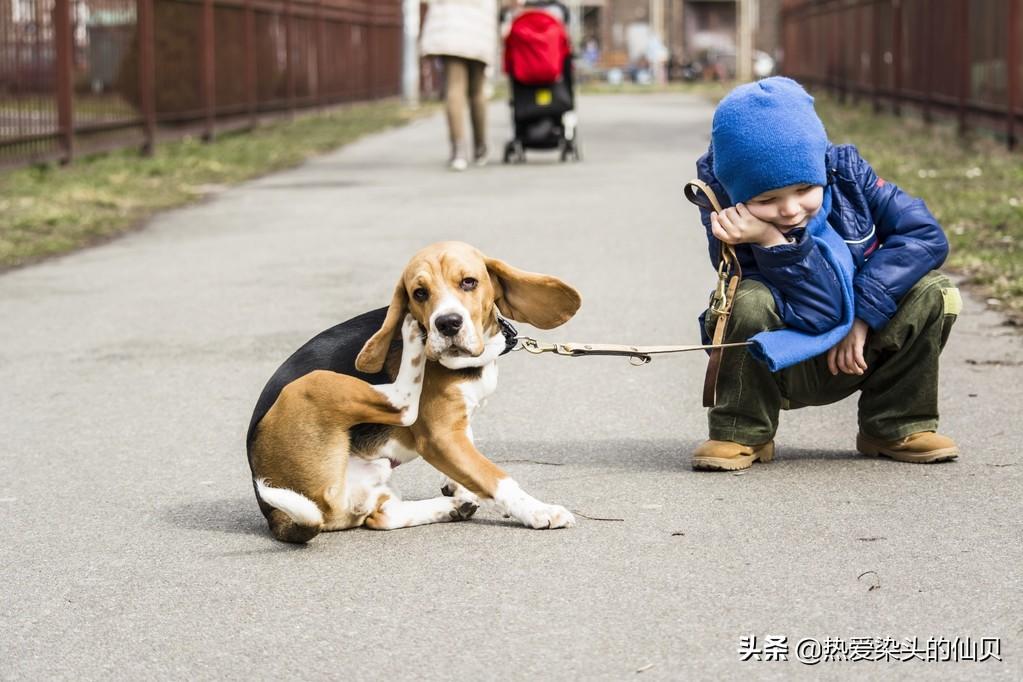 城里狗子回乡遭遇鞭炮惊魂，驾车逃离成求生之举