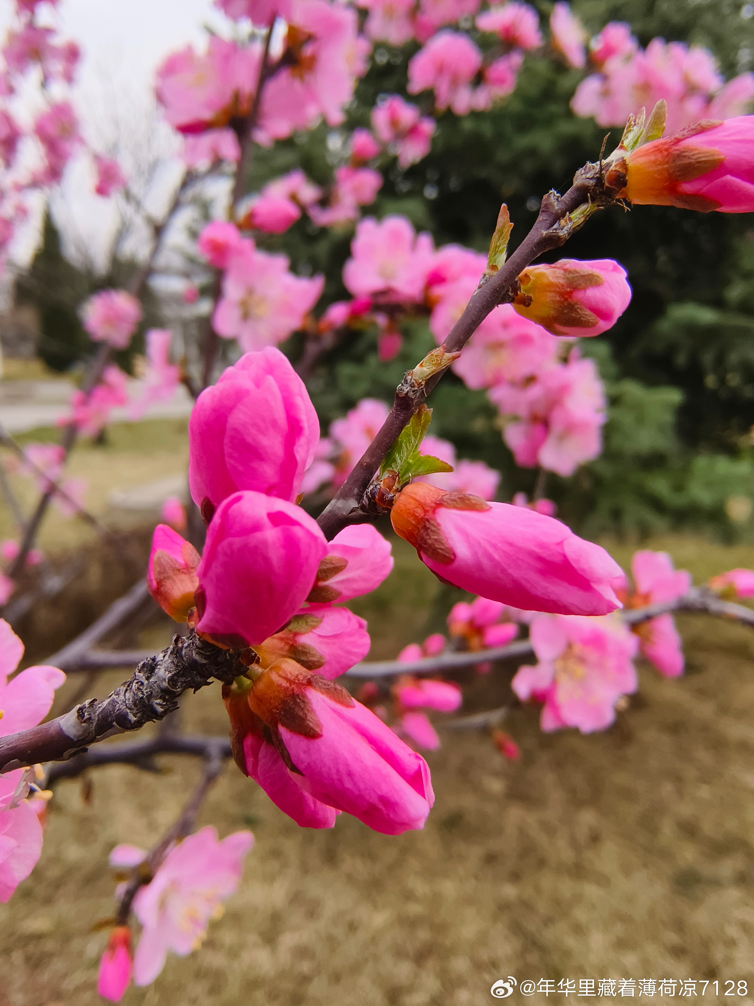 蛇年现象揭秘，探究两头春背后的文化与传统习俗