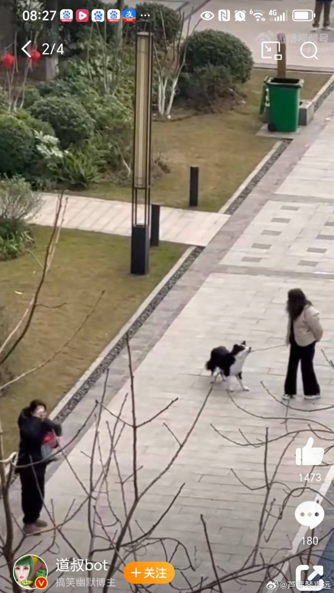 女子遛狗遭边牧意外扑咬，特殊宠物互动引发关注