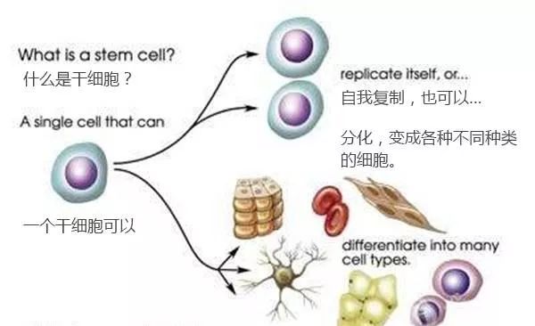 记忆的秘密，物质更新与细胞更替中的信息留存机制