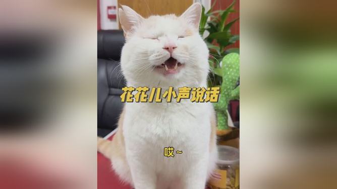 猫猫的主动行为，一生内向的起点